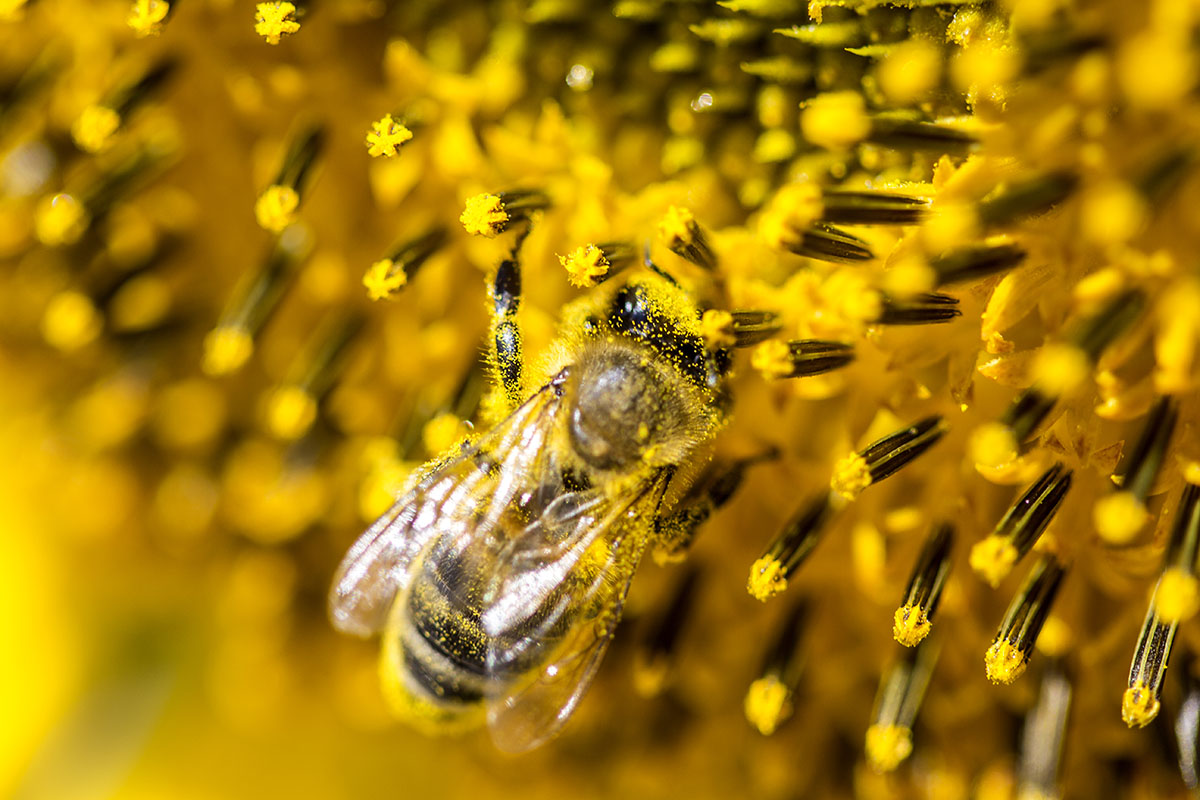 bee-on-a-sunflower-PFL2ELD-1.jpg